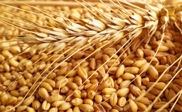 old-wheat-vs-new-wheat