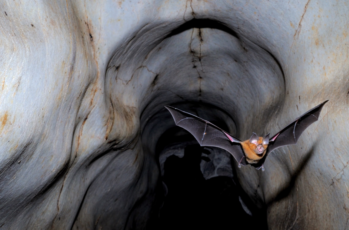 Bat Poop Considered A Super Food